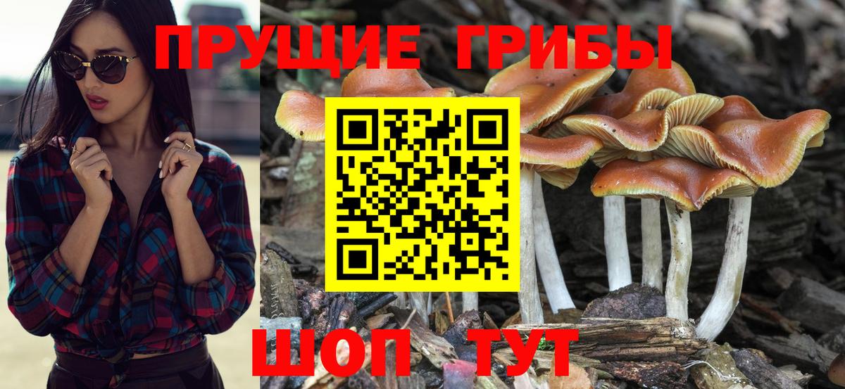 Псилоцибиновые грибы Psilocybe  Вход с VPN  купить закладку  Сокол 