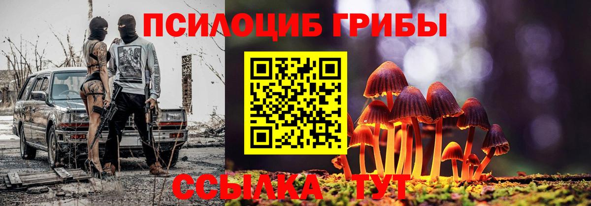 Псилоцибиновые грибы Psilocybe Сокол